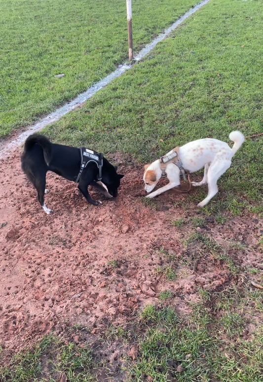 Dealing with Dogs Who Just Can’t Resist Rolling in Smells